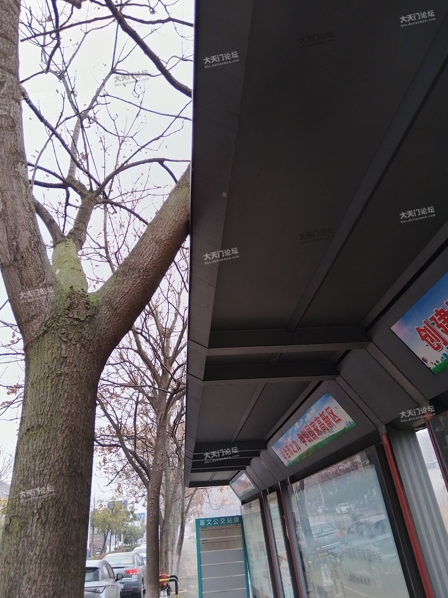 如果不是这棵树早就倒了。