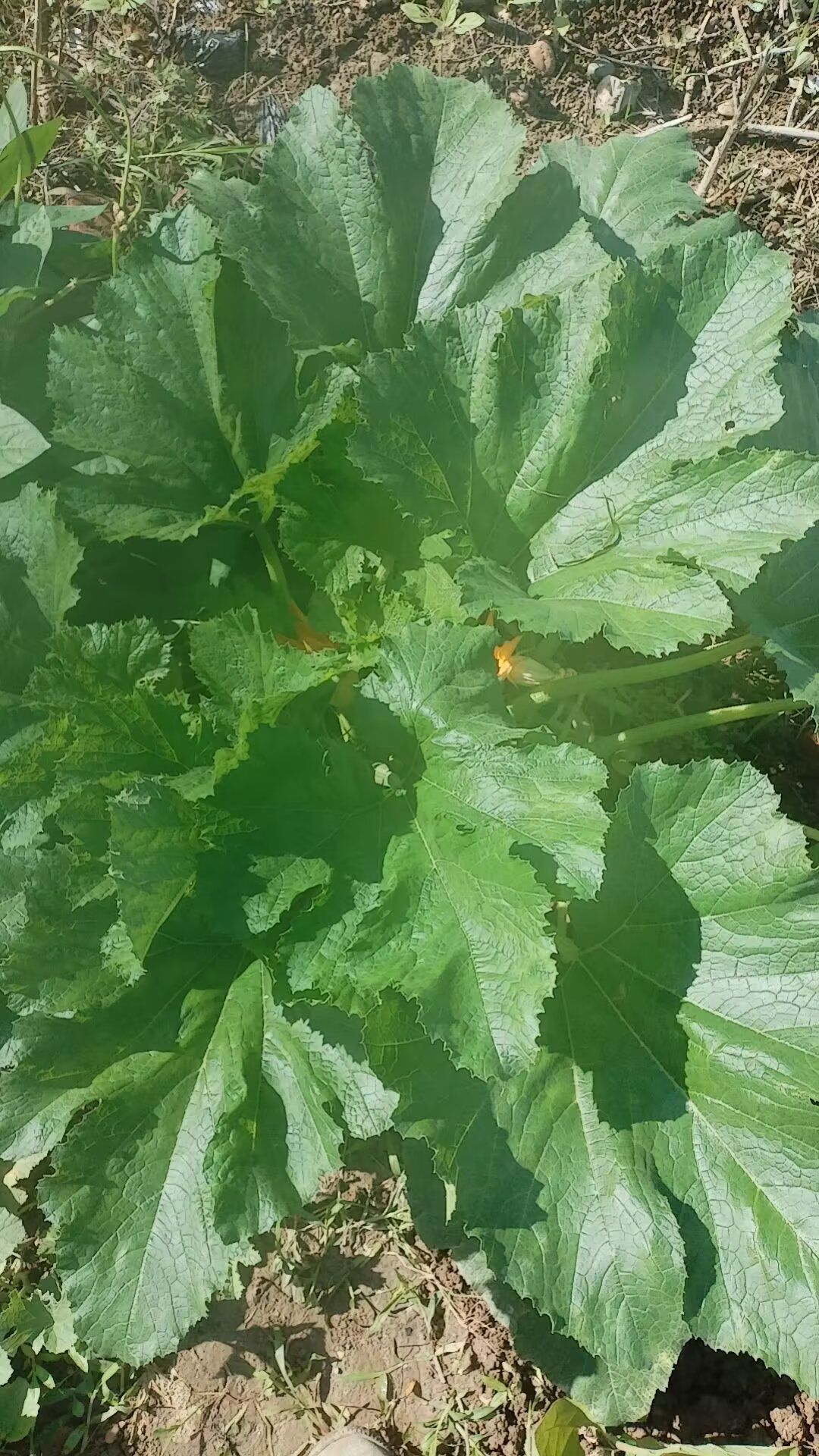 爱吃面食的小家伙