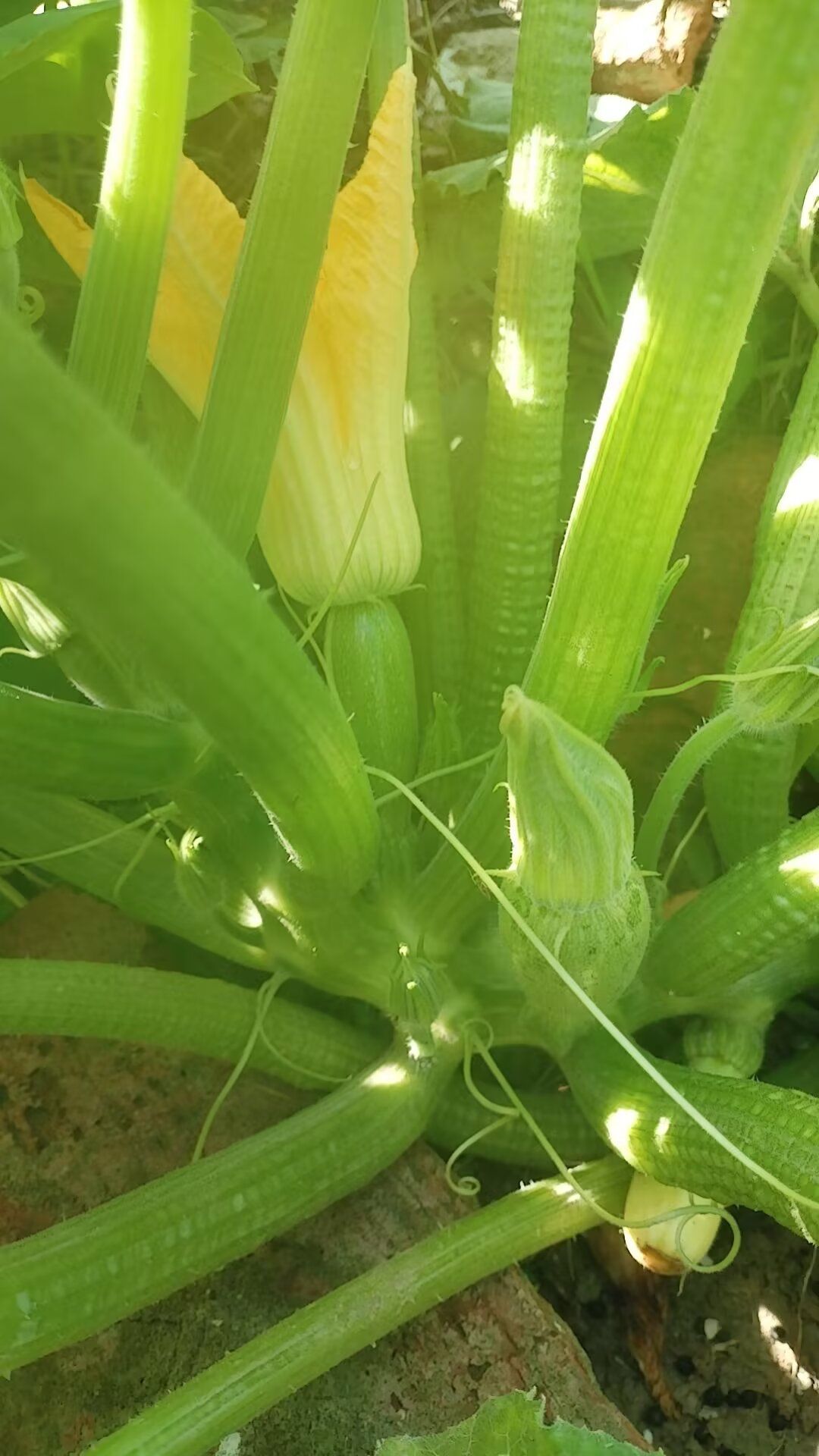 西葫芦挂果中