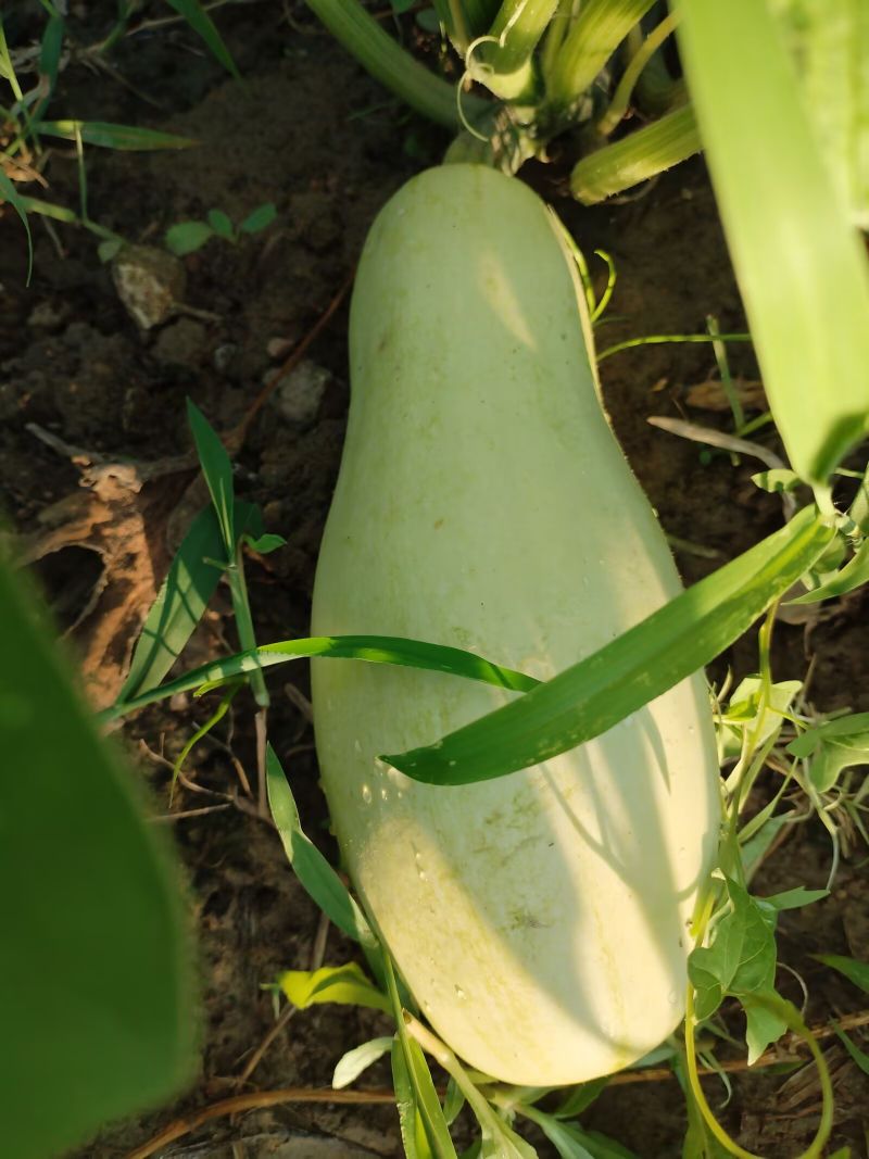 西葫芦已经成熟
