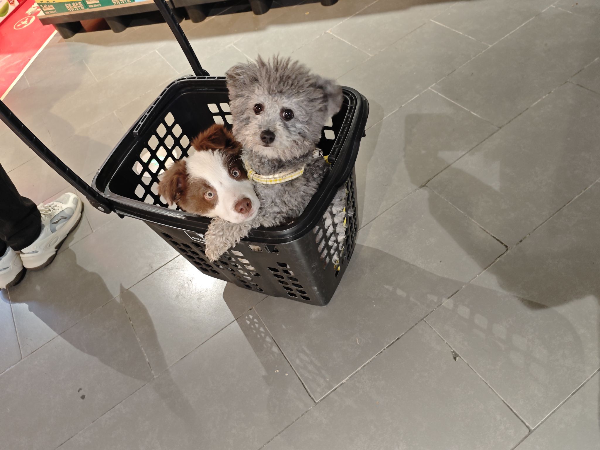 联系电话，15871995271。，