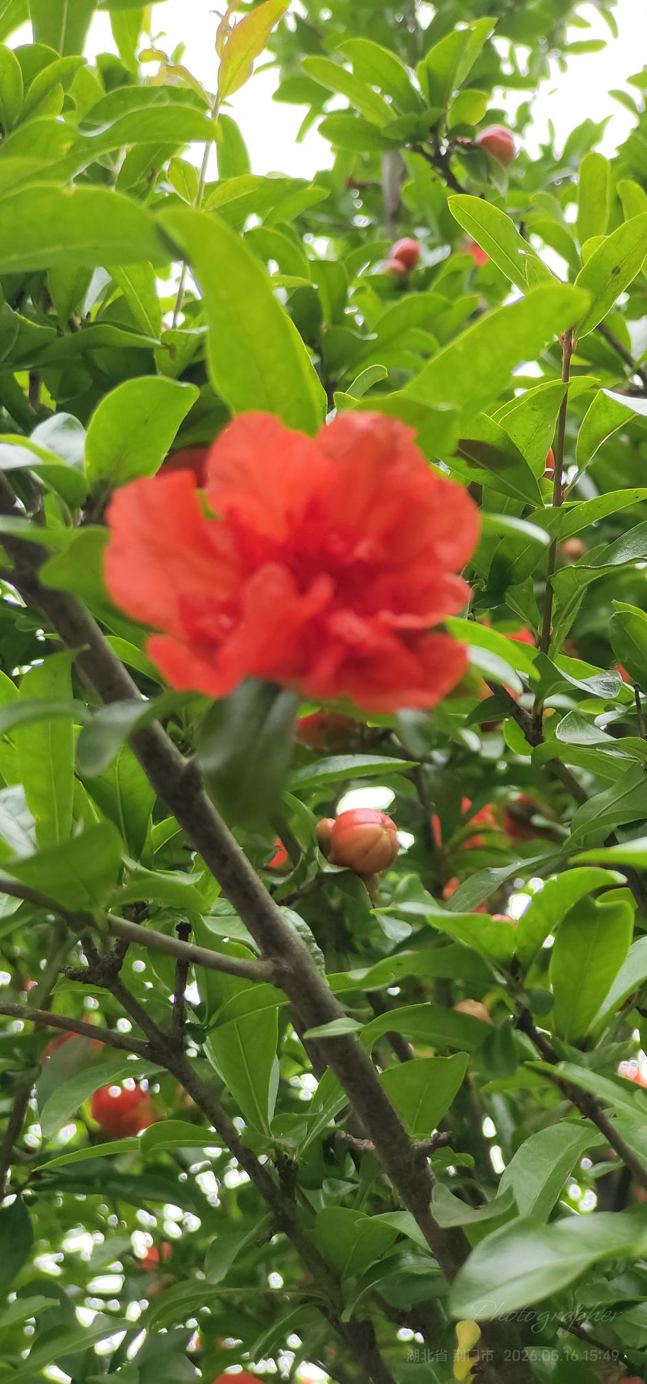 五月石榴红